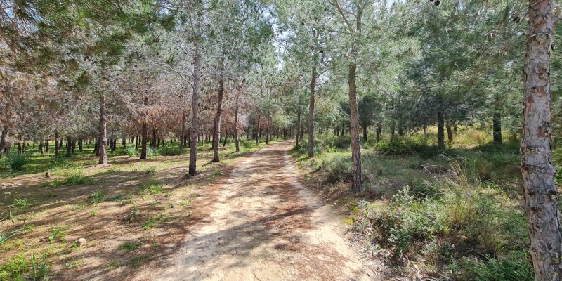 בחורים יושבים יחד לסעודת חג בחצר כפרית בין עצי זית באור בין ערביים